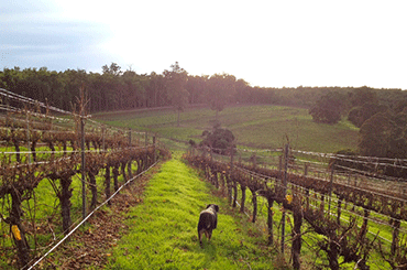 Talisman Wines